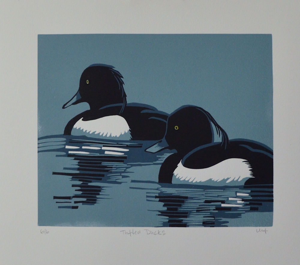Tufted Ducks